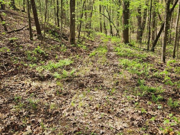 0 Chestnut Mountain Road , Reliance, TN 37369