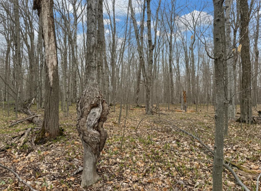 1.7 Ac Latocha Road, Pellston, MI 49769 Main Photo