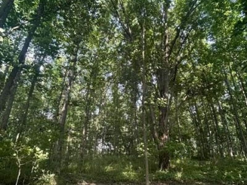 5387 Dildine Road, Delaware, OH 43015 Photo 7