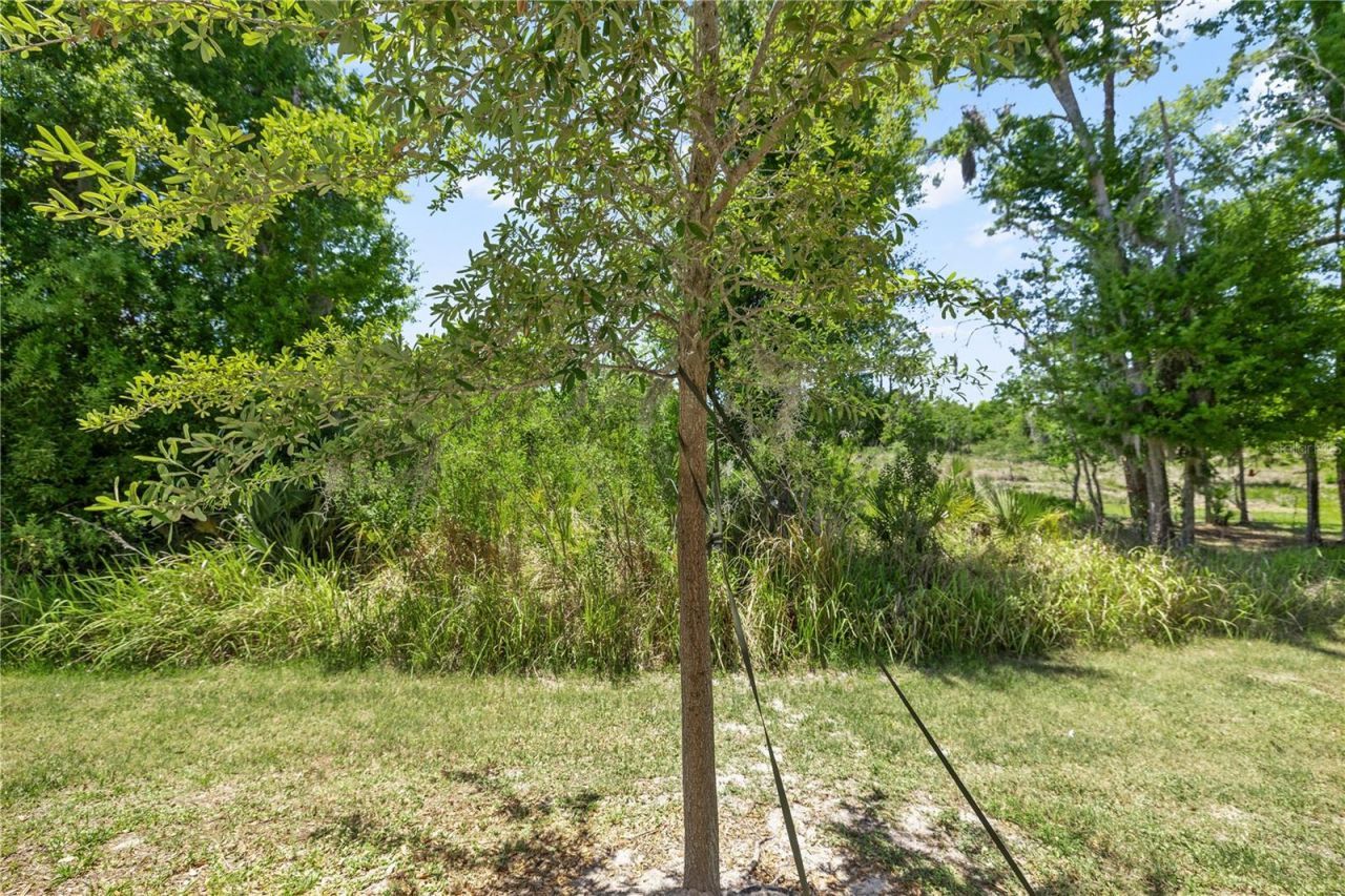 1295 White Fox Run , Lutz, FL 33549 Photo