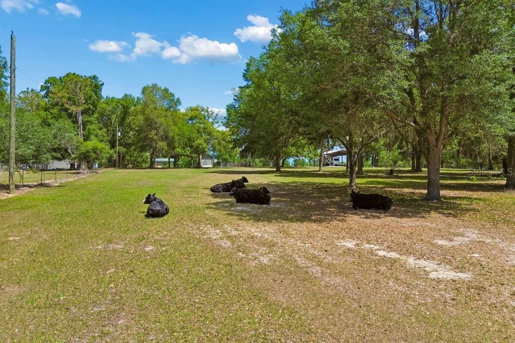 31501 Reed Road , Dade City, FL 33523 Photo