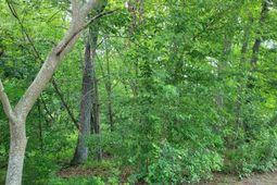 0 River Ridge Road photo 4