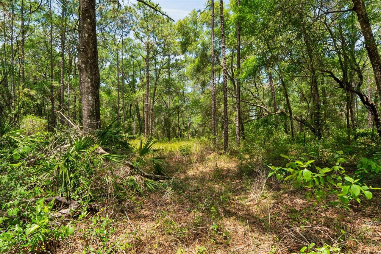 16225 Bonzai Trail , Brooksville, FL 34613 Photo