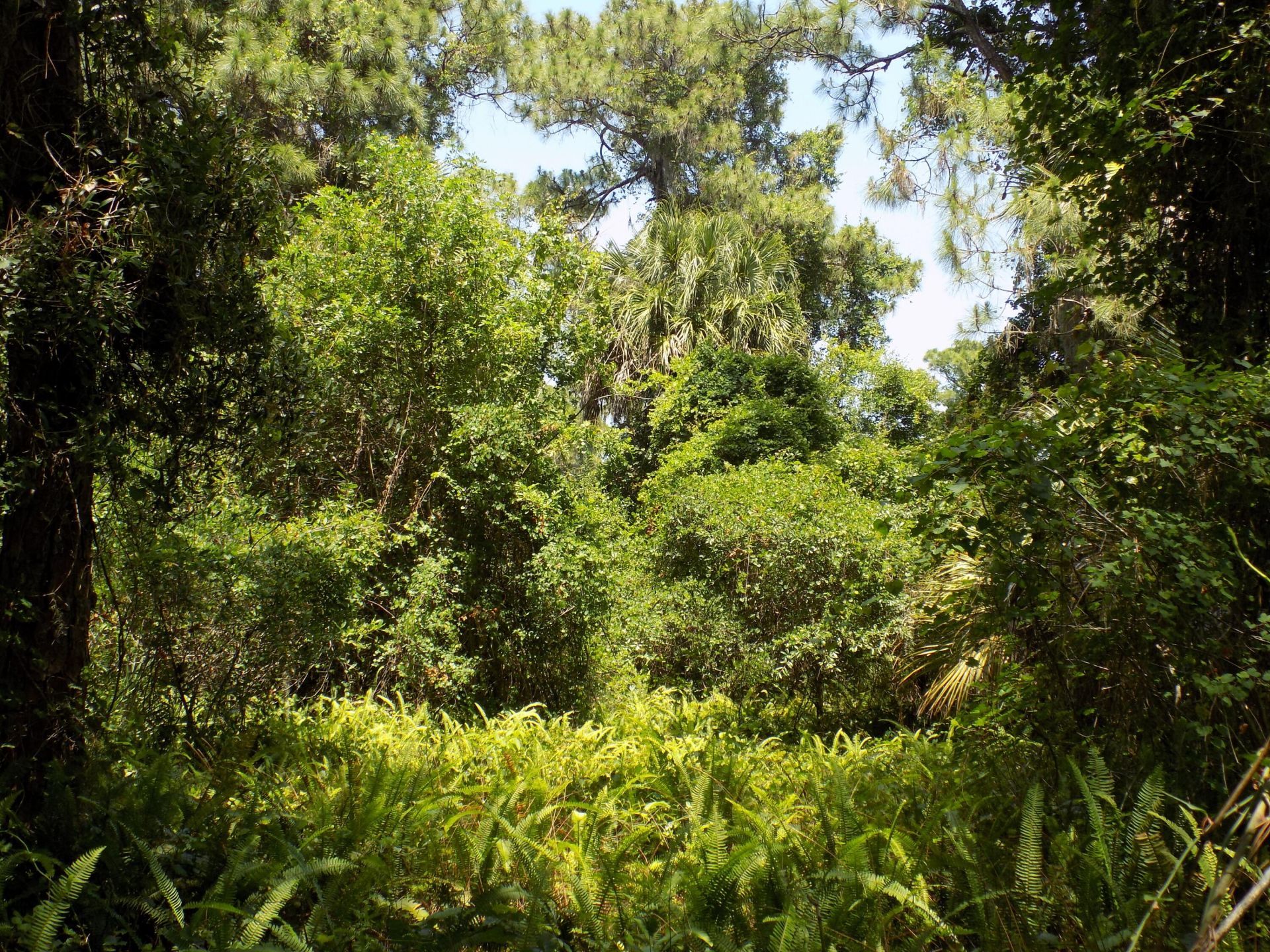 Tbd Oak Hammock Lane, Fort Pierce, FL 34981 Photo