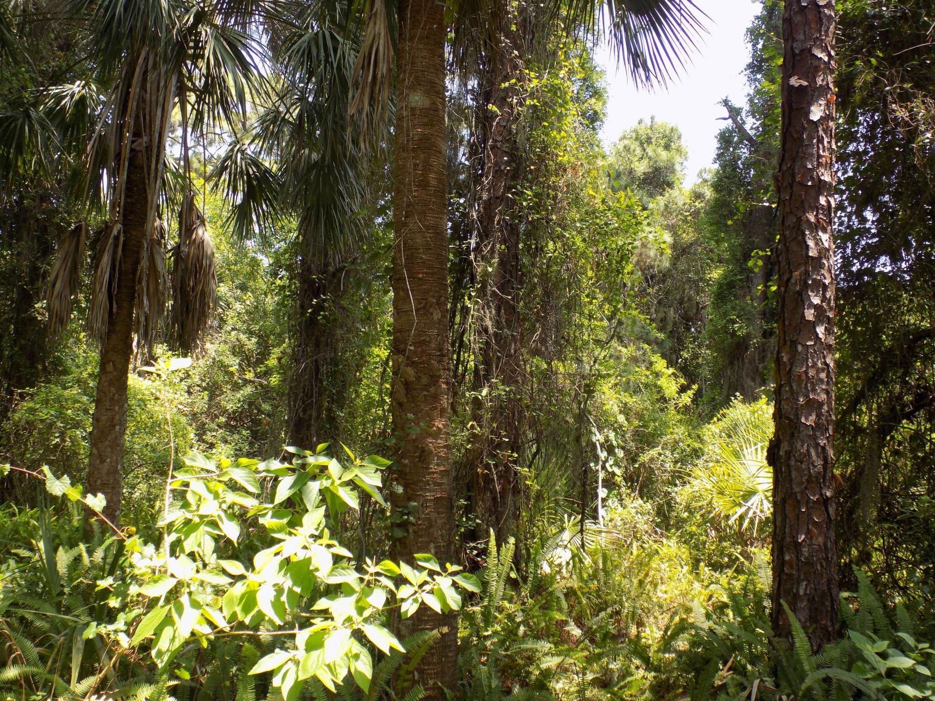 Tbd Oak Hammock Lane, Fort Pierce, FL 34981 Photo
