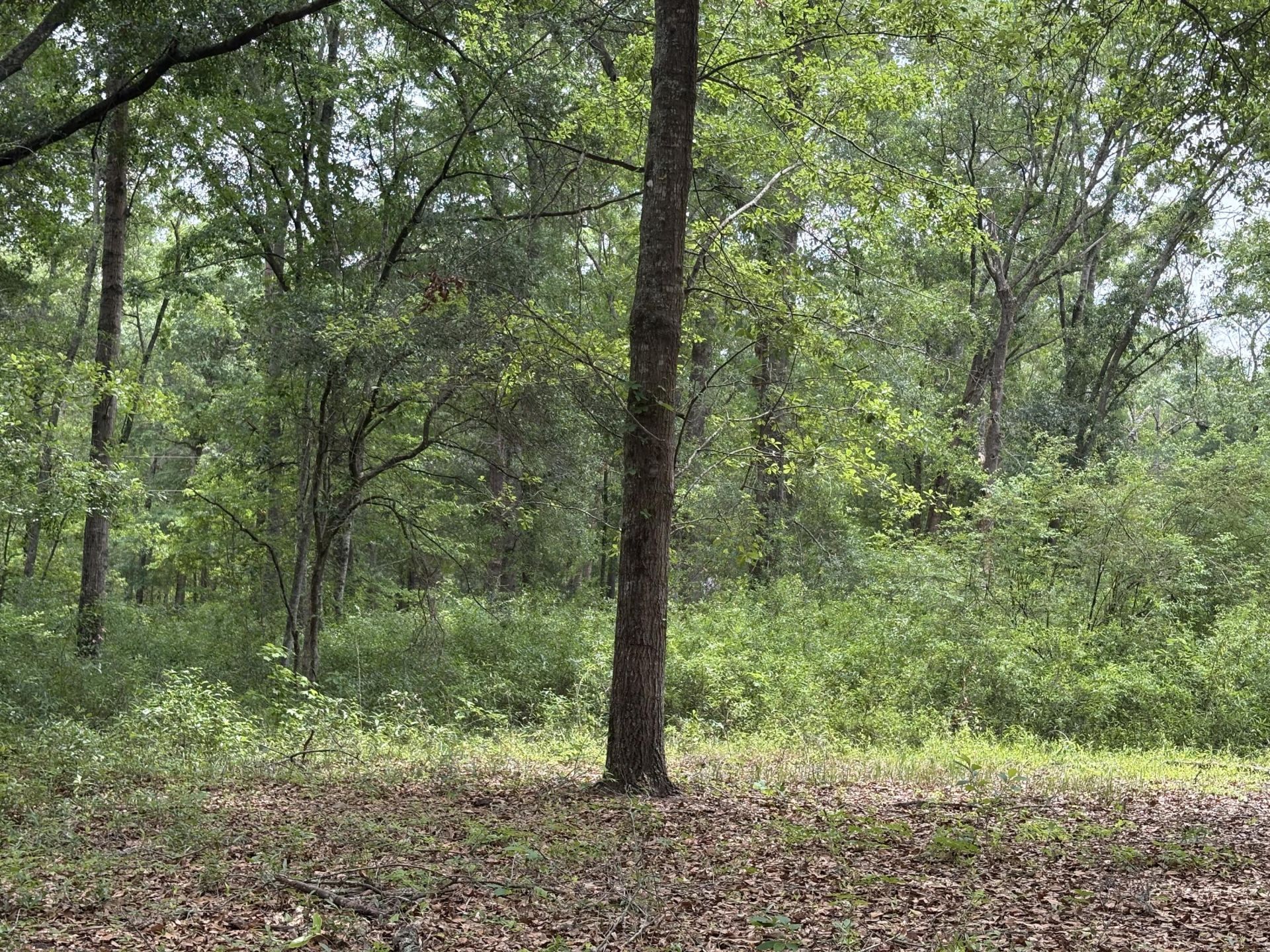 153 Joshua Lane Photo 24