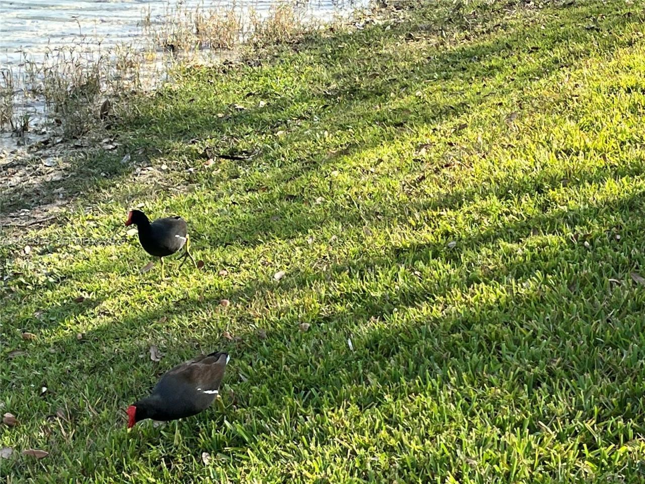 9703 Hammocks Blvd , Unit 202, Miami, FL 33196 Photo