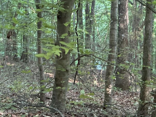 Cassies Xing , Speedwell, TN 37870