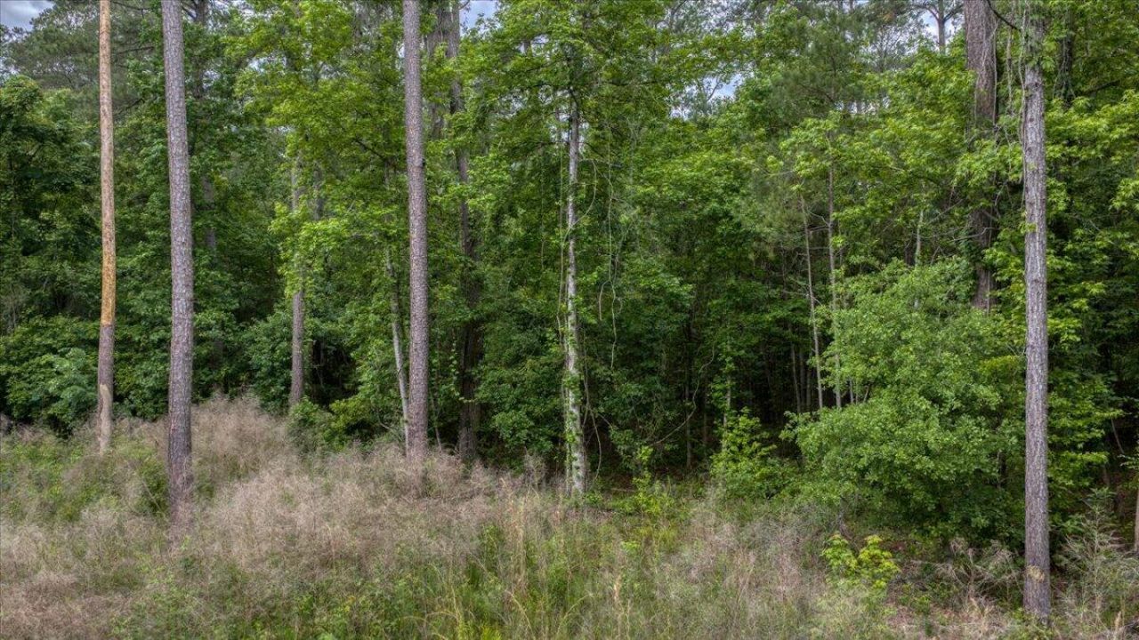 1205 Red Buckeye Court Photo 8