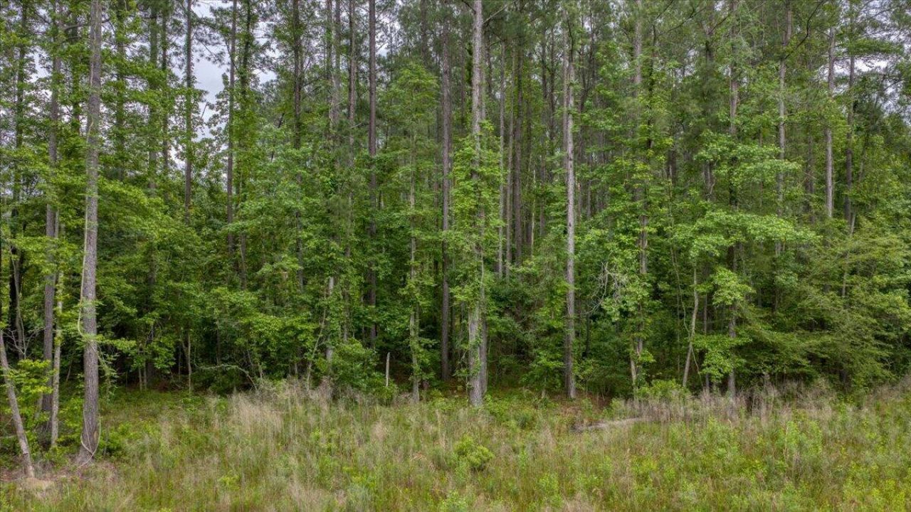 1205 Red Buckeye Court Photo 9