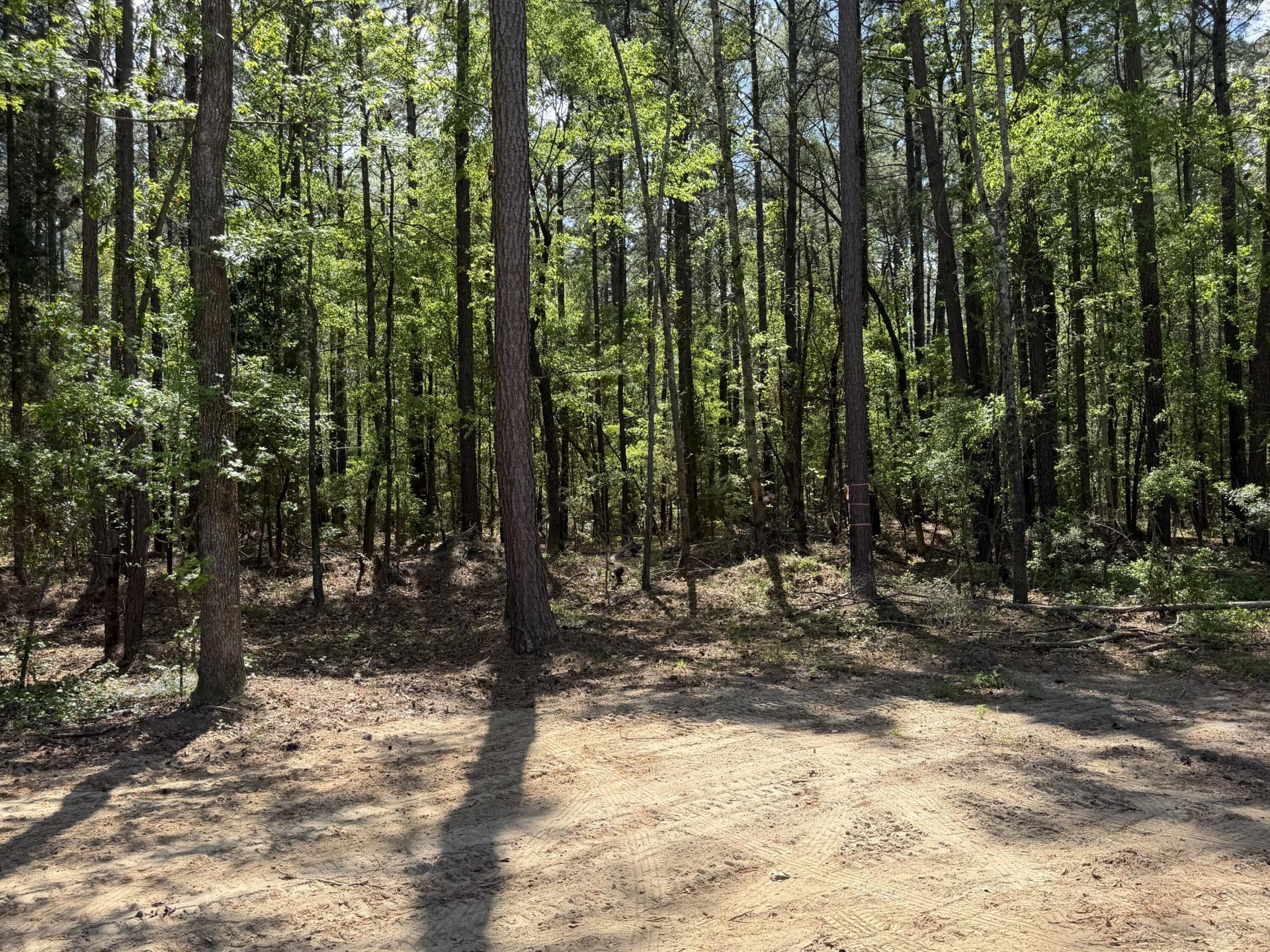 115 Ash Hill Drive Photo 6