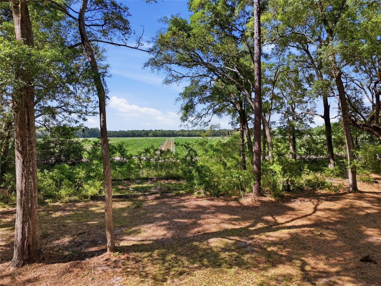 7651 NW 153rd Lane , Chiefland, FL 32626 Photo