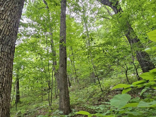 6+/- Acres County Road 250, Scottsboro, AL 35768