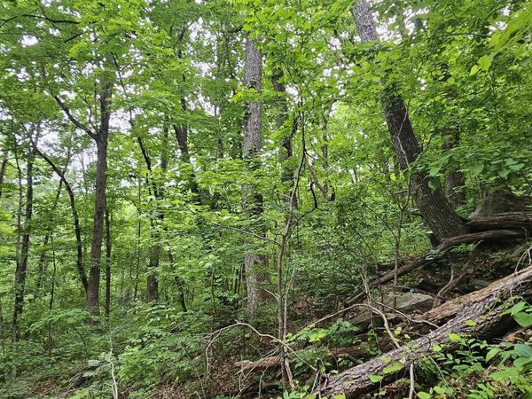 6+/- Acres County Road 250, Scottsboro, AL 35768