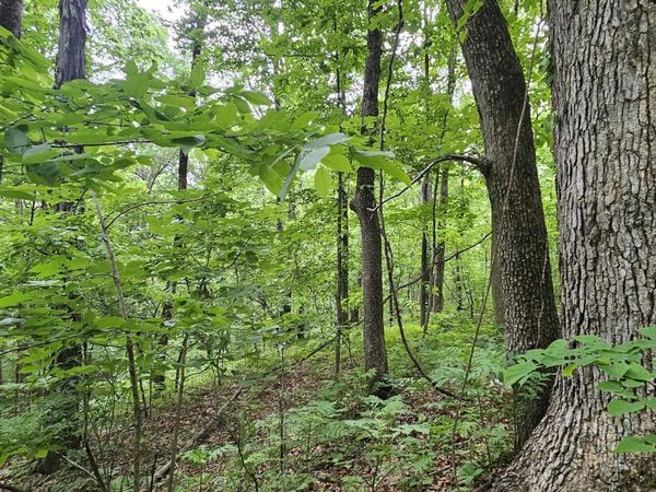 6+/- Acres County Road 250, Scottsboro, AL 35768