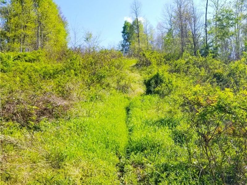 Patton Road, Jewett, OH 43986 Photo 42