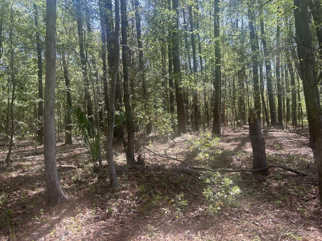 2492 Boy Scout Road Photo 4