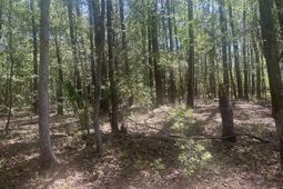 2492 Boy Scout Road photo 4