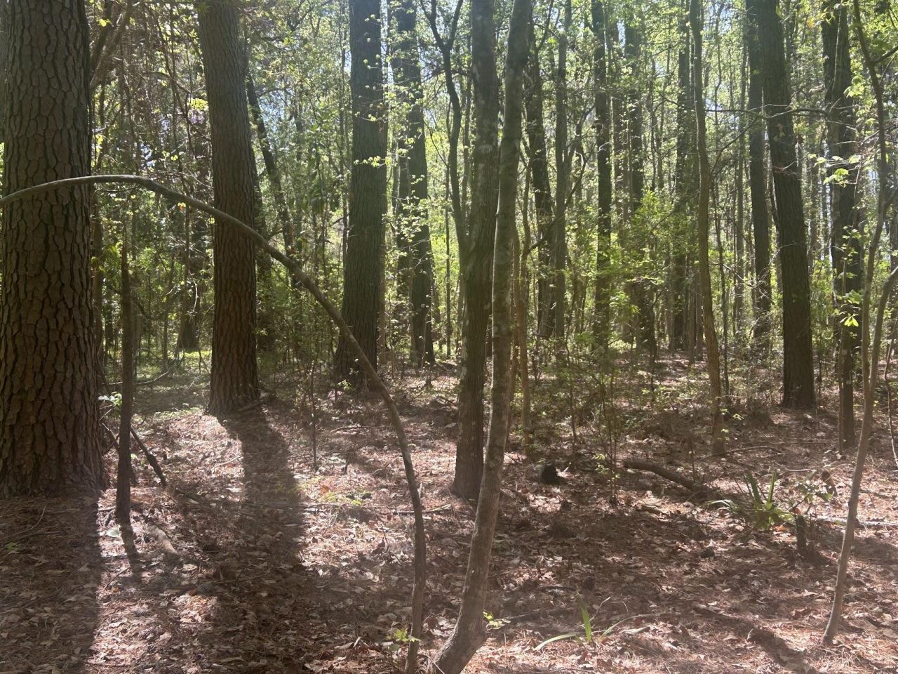 2492 Boy Scout Road Photo 5