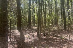 2492 Boy Scout Road photo 4