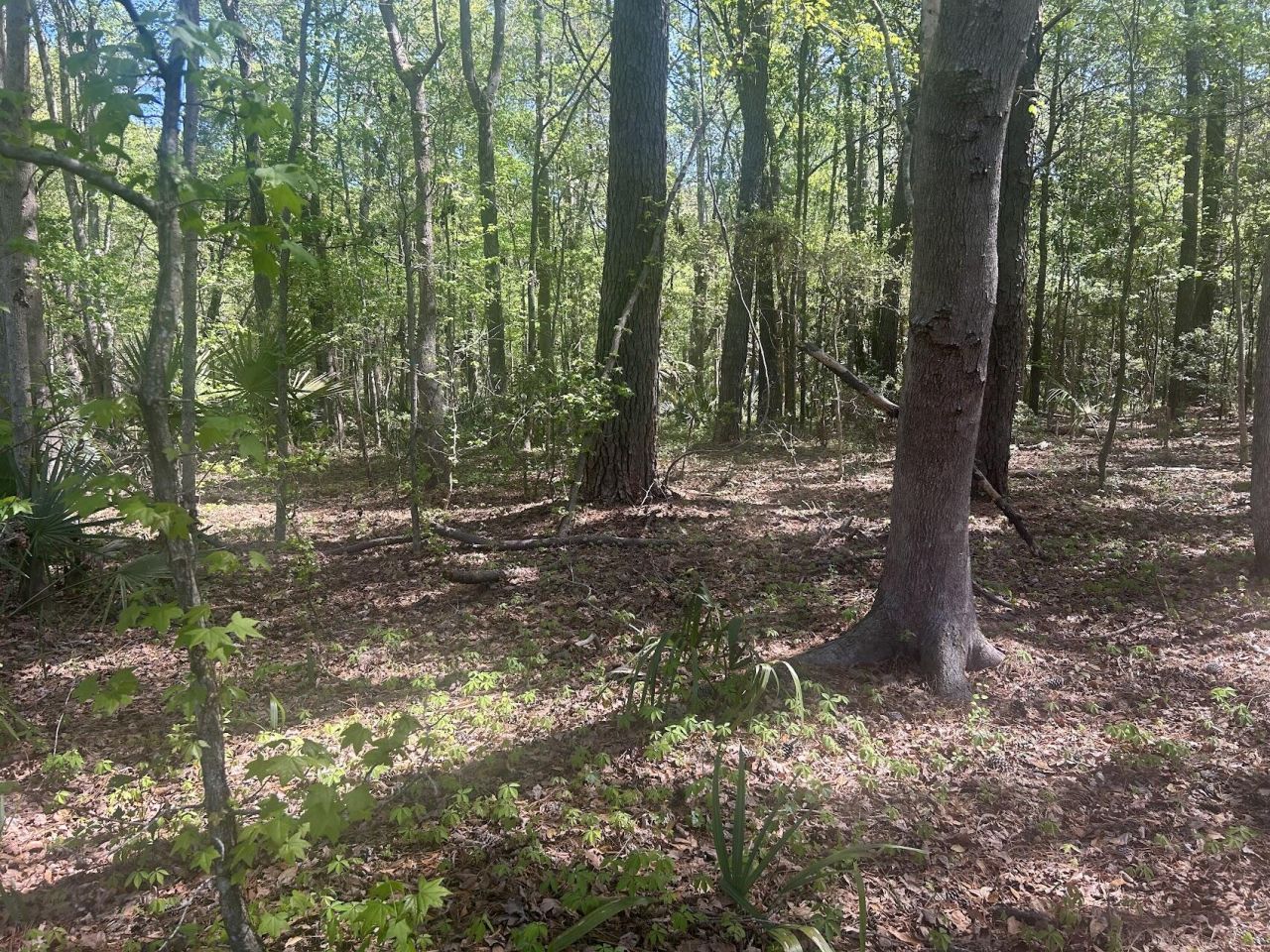 2492 Boy Scout Road Photo 7