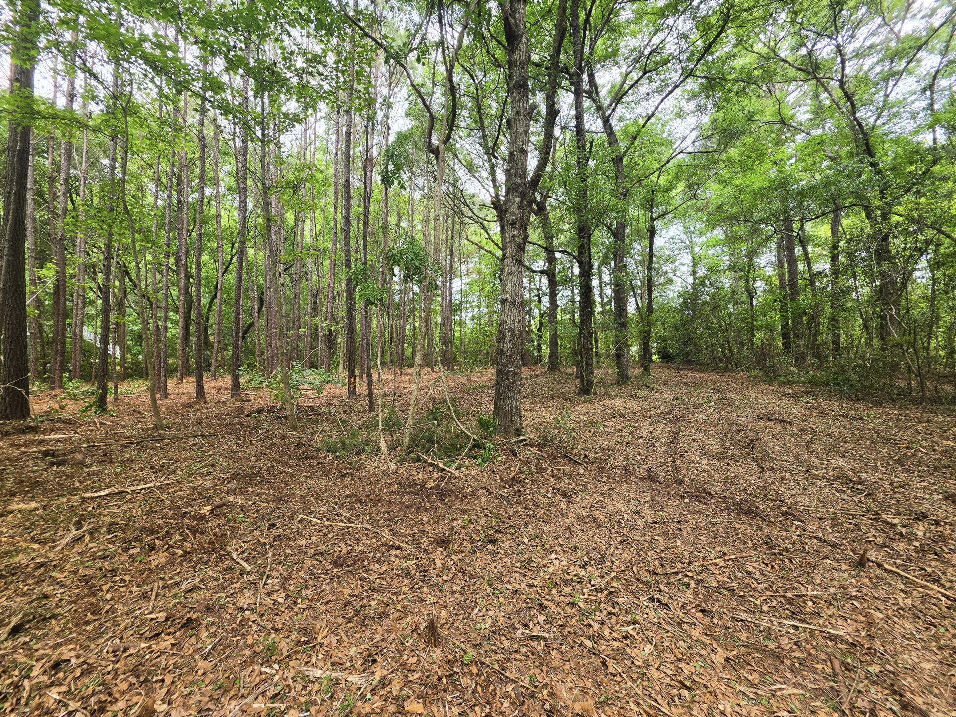248 Warren Drive Photo 4