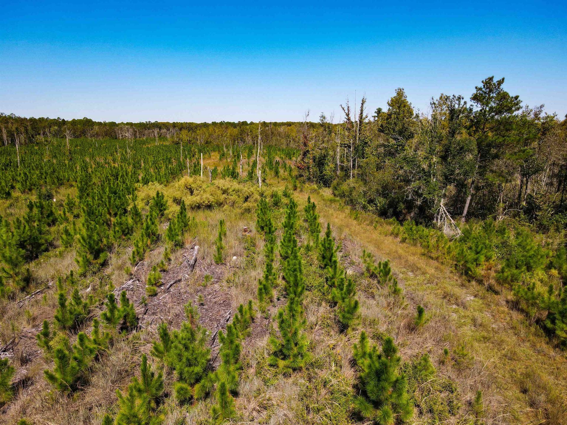 000 SW Mt.gilead Road , Lamont, FL 32331 Photo