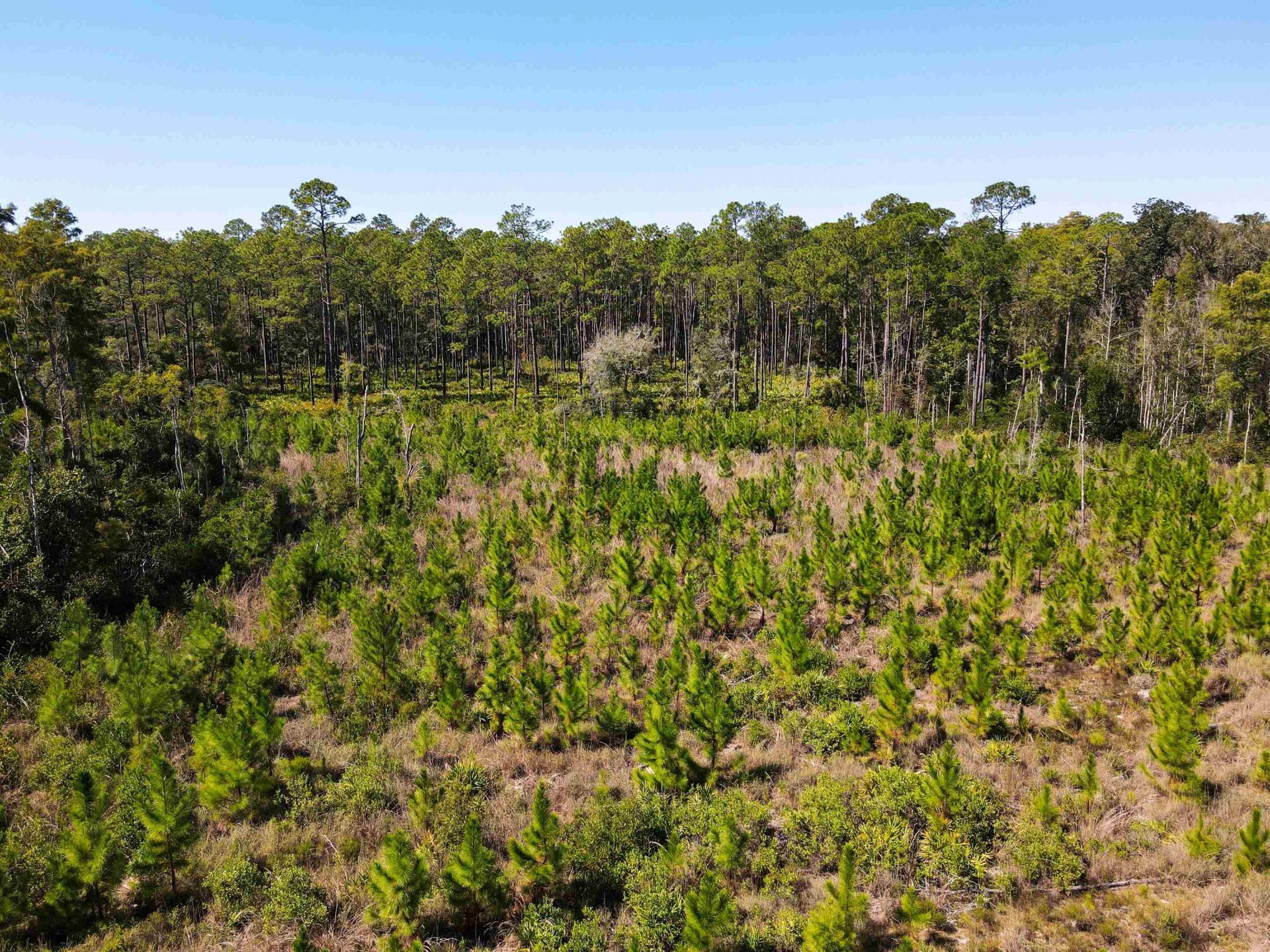 000 SW Mt.gilead Road , Lamont, FL 32331 Photo