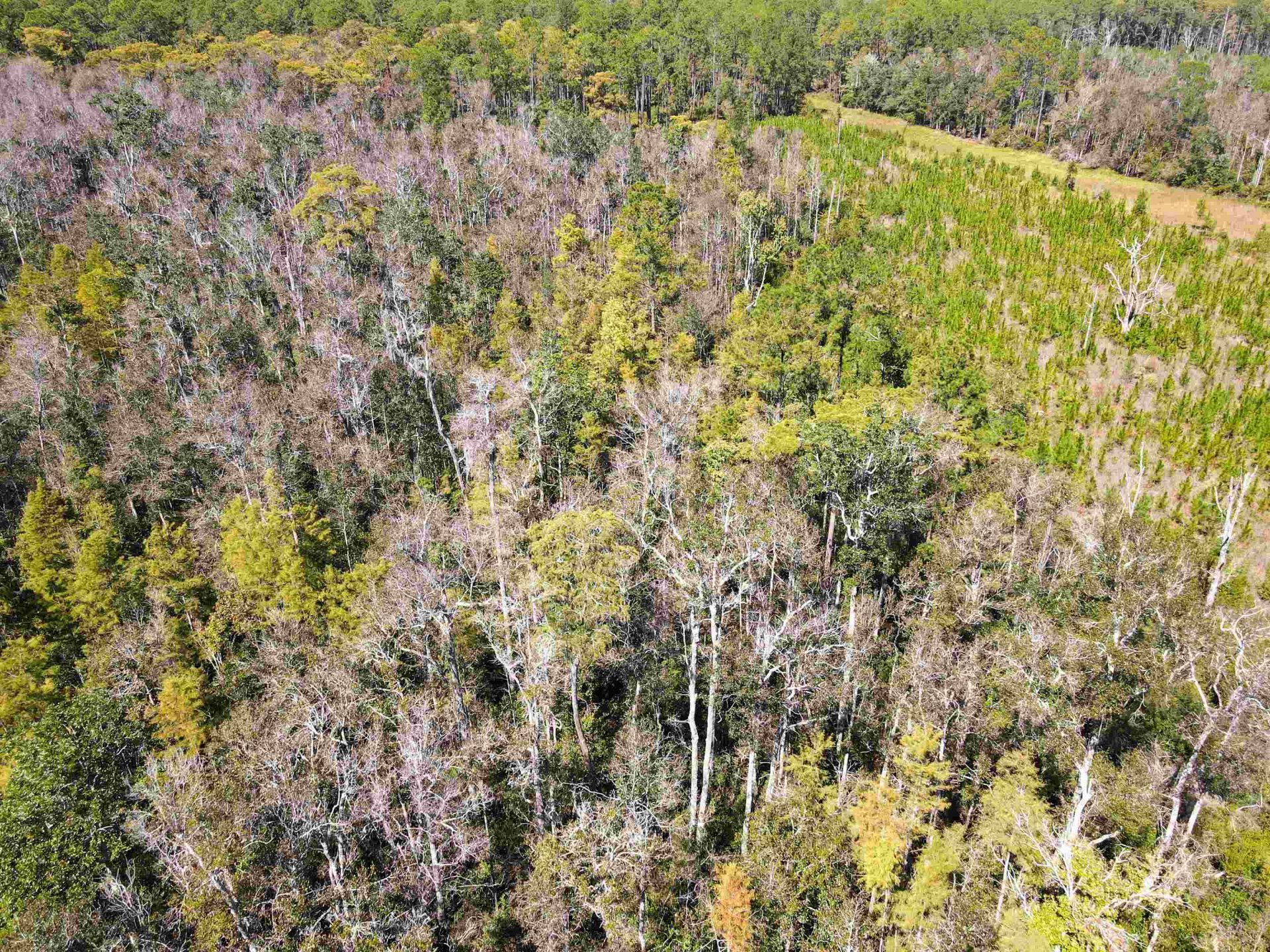 000 SW Mt.gilead Road , Lamont, FL 32331 Photo