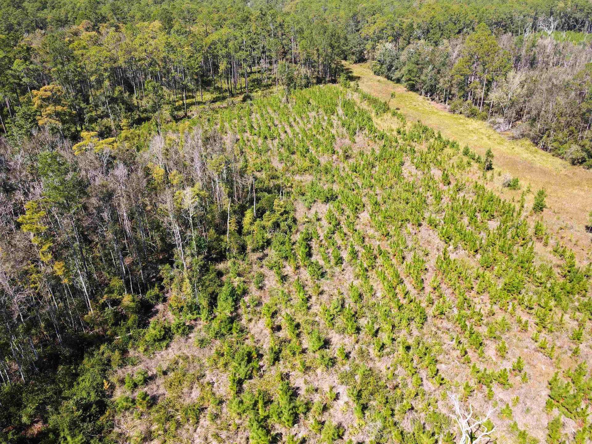 000 SW Mt.gilead Road , Lamont, FL 32331 Photo