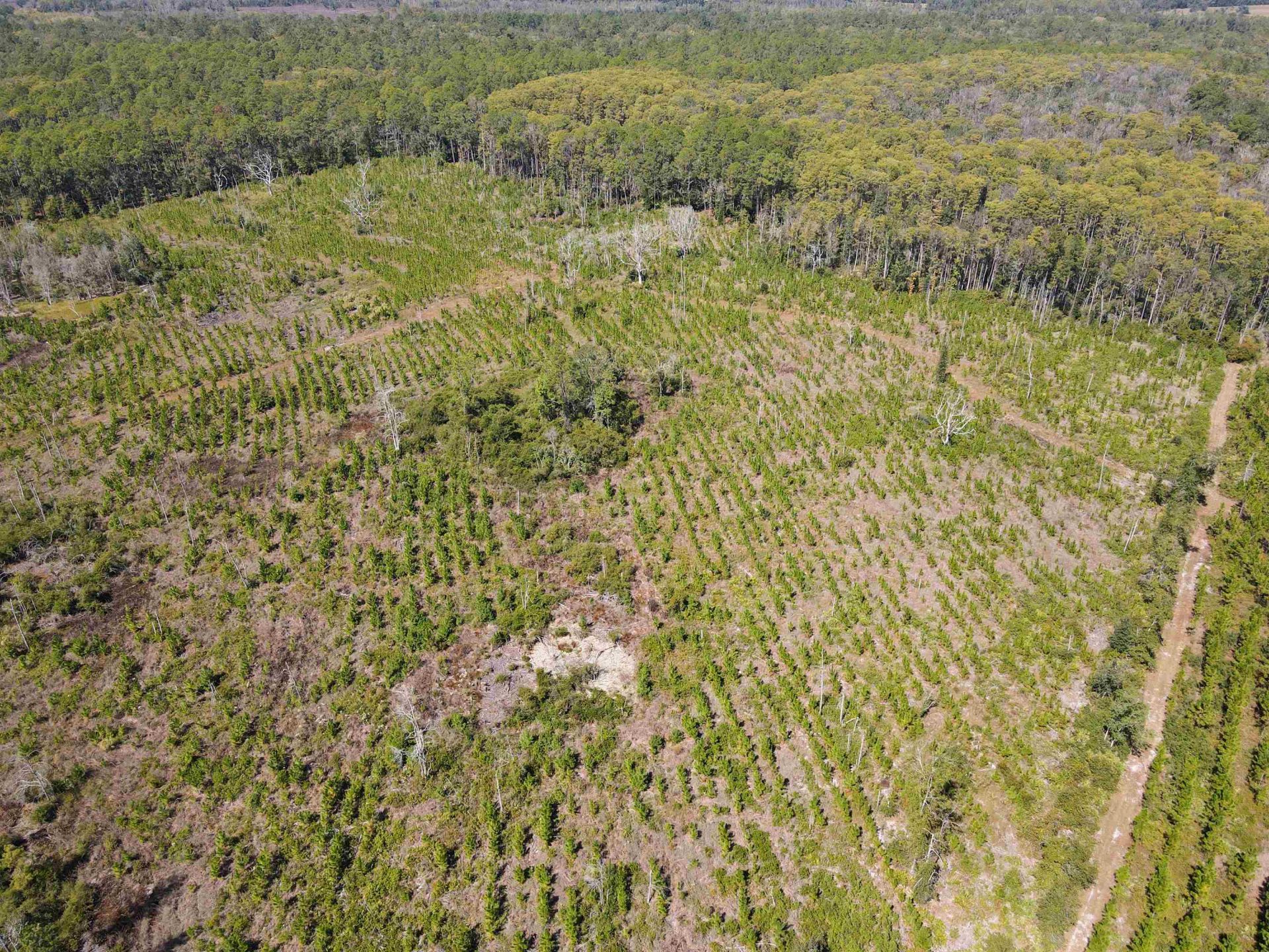 000 SW Mt.gilead Road , Lamont, FL 32331 Photo