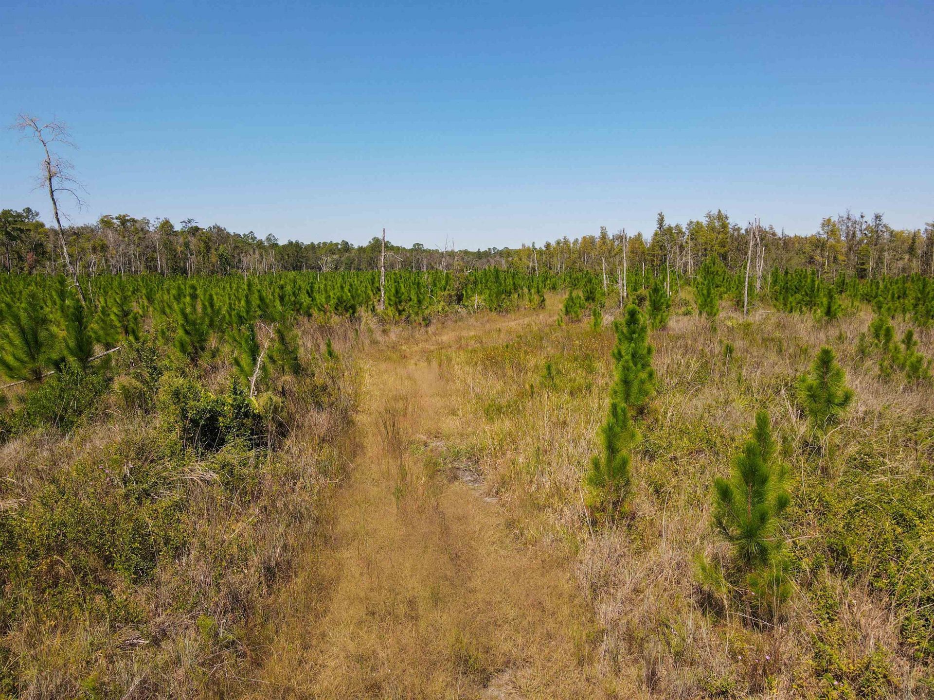 000 SW Mt.gilead Road , Lamont, FL 32331 Photo