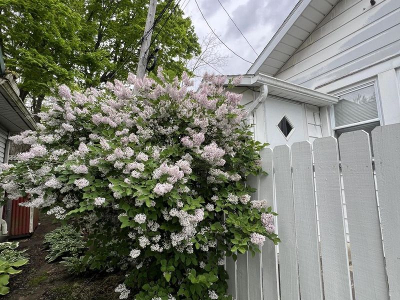 143 N Stanley Street, Bellefontaine, OH 43311 Photo 62