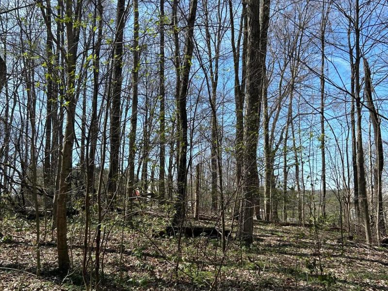 0 County Road 14 , Mount Gilead, OH 43338 Photo 15