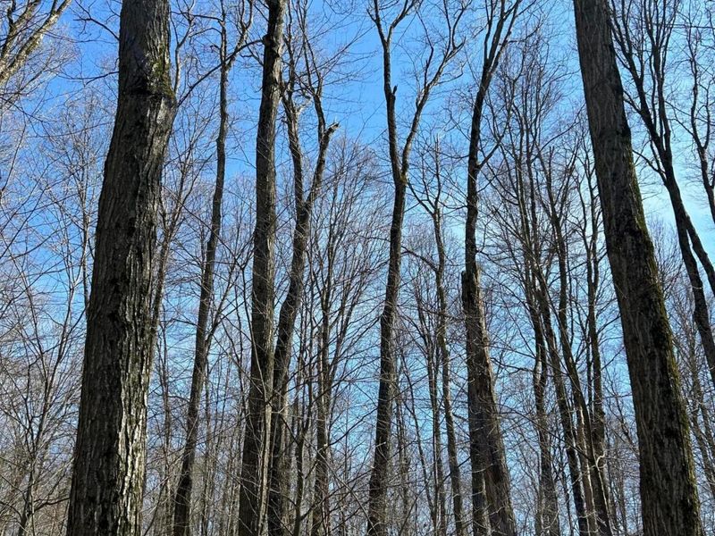 0 County Road 14 , Mount Gilead, OH 43338 Photo 17