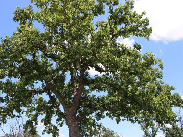 135 PACK SADDLE LN, Fredericksburg, TX 78624