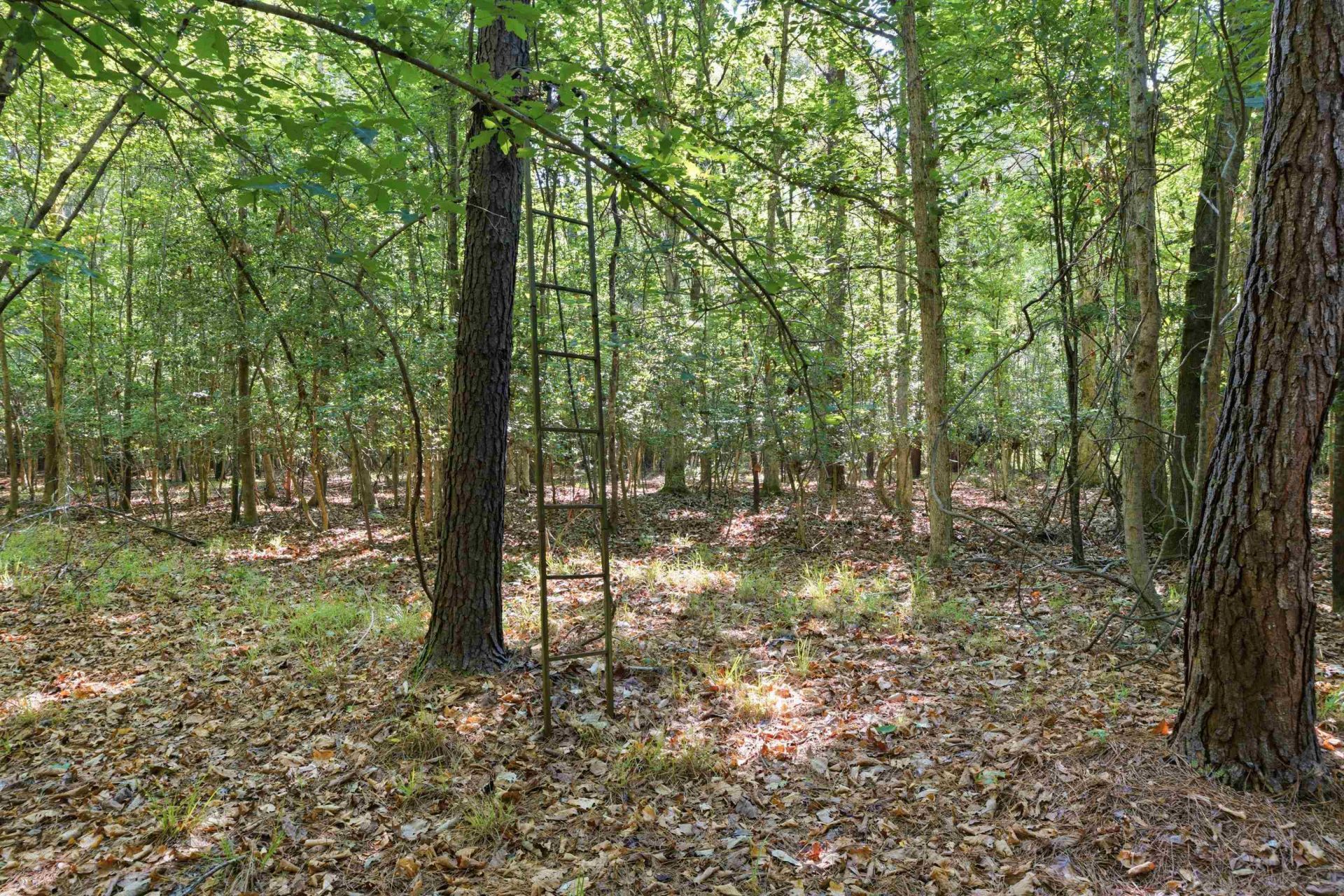 9475 Lake Swamp Rd.  Photo 13