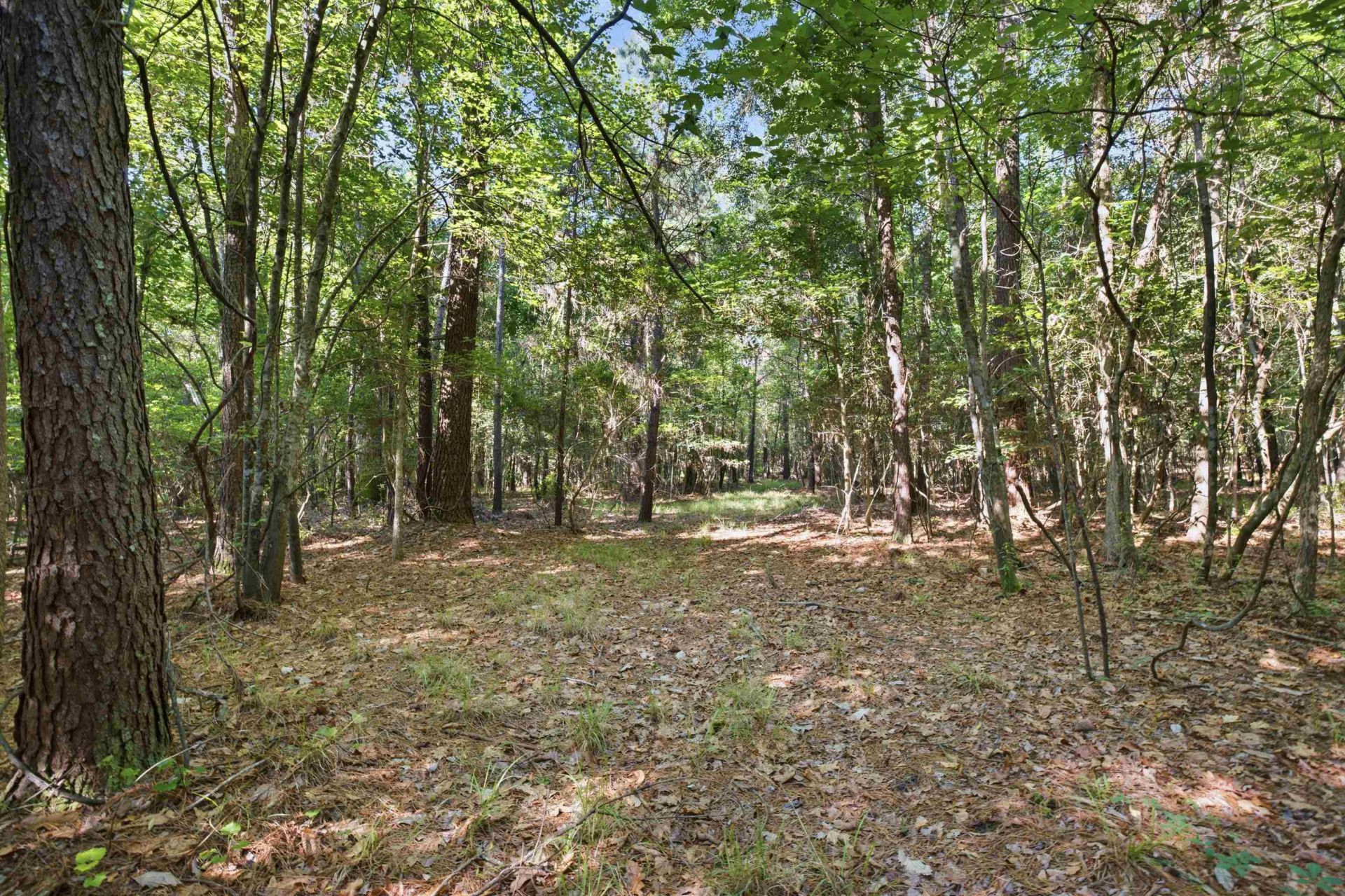 9475 Lake Swamp Rd.  Photo 14