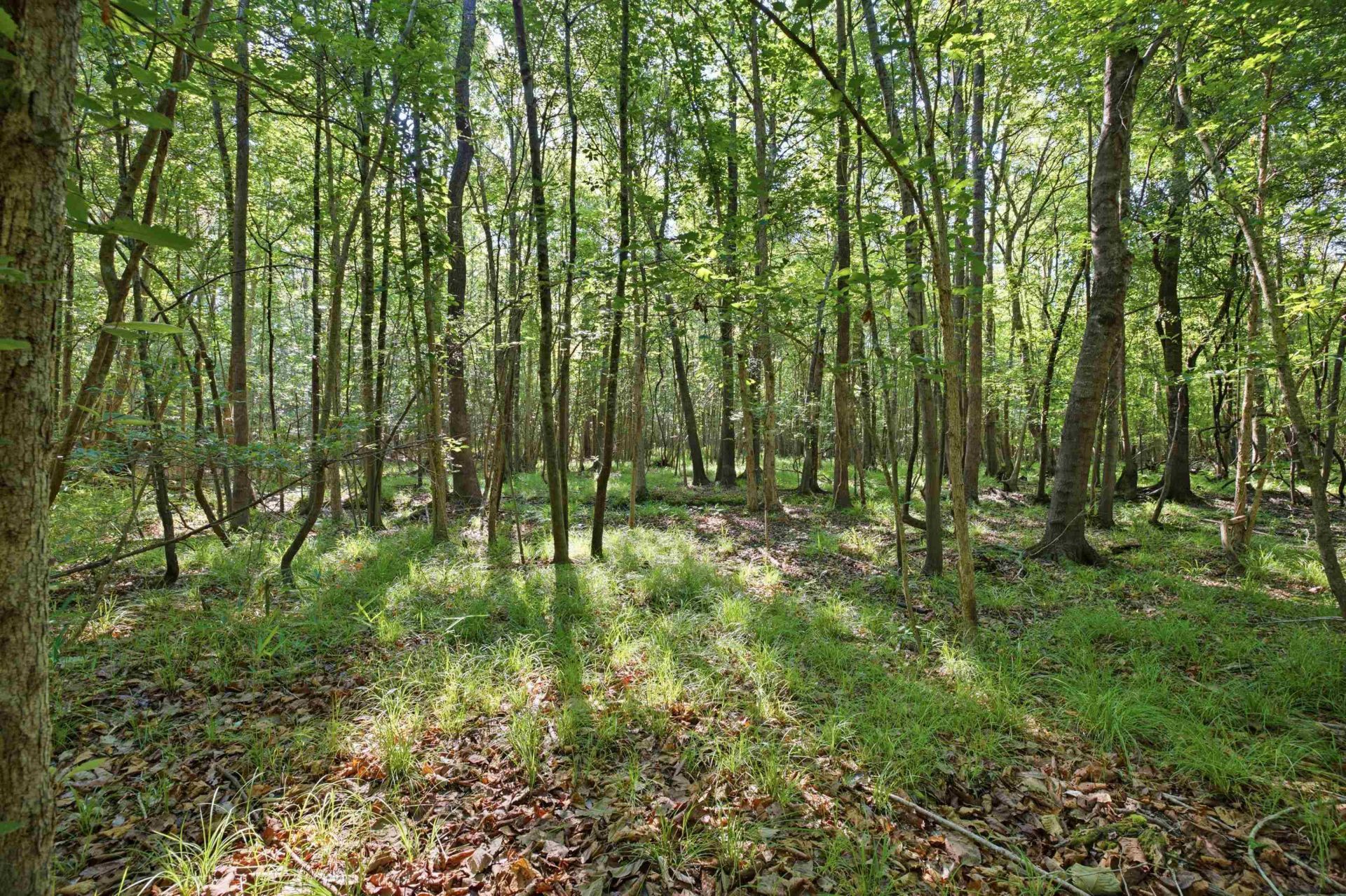 9475 Lake Swamp Rd.  Photo 15