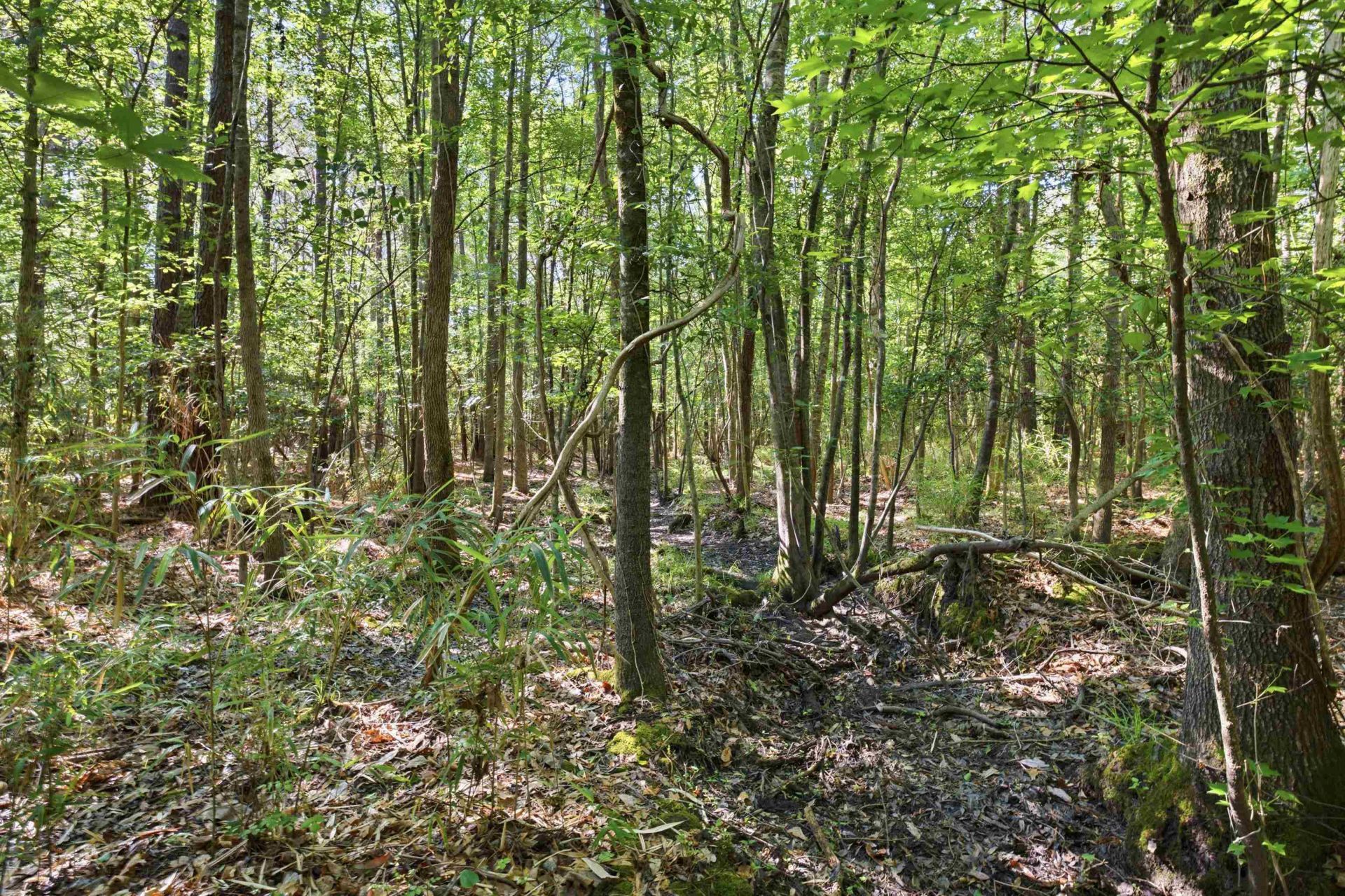 9475 Lake Swamp Rd.  Photo 16