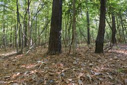9475 Lake Swamp Rd.  photo 4
