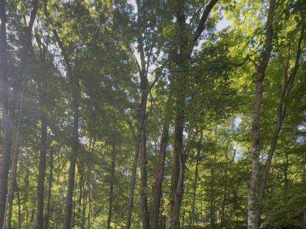 Lot 140 & 141 Wilderness Drive , Mammoth Cave, KY 42259