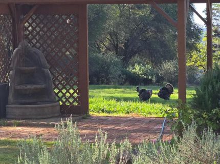 6880 Kahala Rd, Garden Valley, CA 95633 Photo