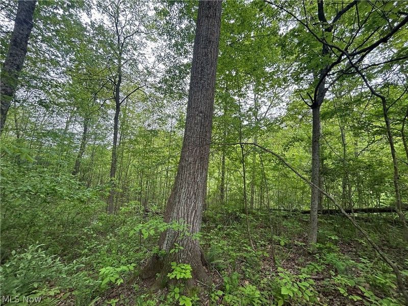Wesley Chapel, Mount Perry, OH 43760 Photo 13