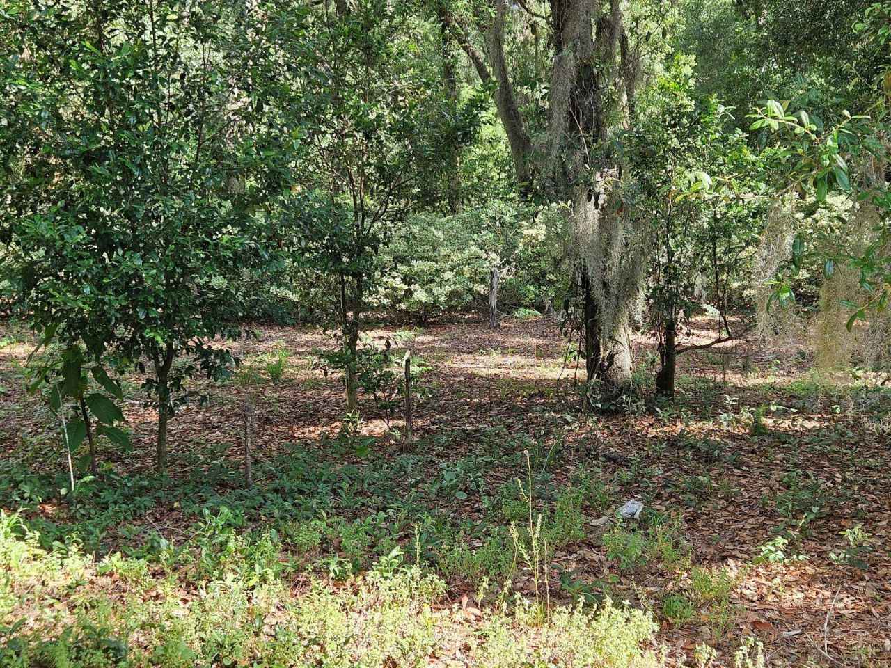 Burnsed Road, Pierson, FL 32180 Photo