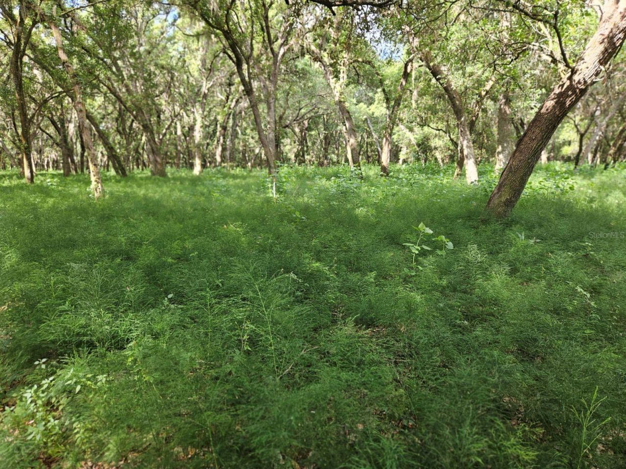 Burnsed Road, Pierson, FL 32180 Photo