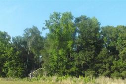 Tbd Friendfield Rd photo 4
