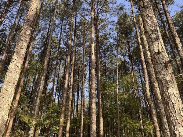 0 Conger Road, Union Point, GA 30669