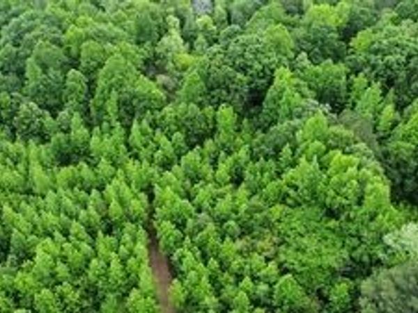 0 Wildlife Lake Road, Summerville, GA 30747