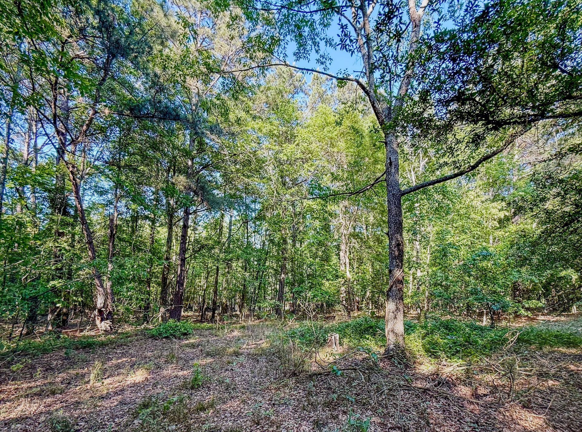 11481 Voorhees Road Photo 10